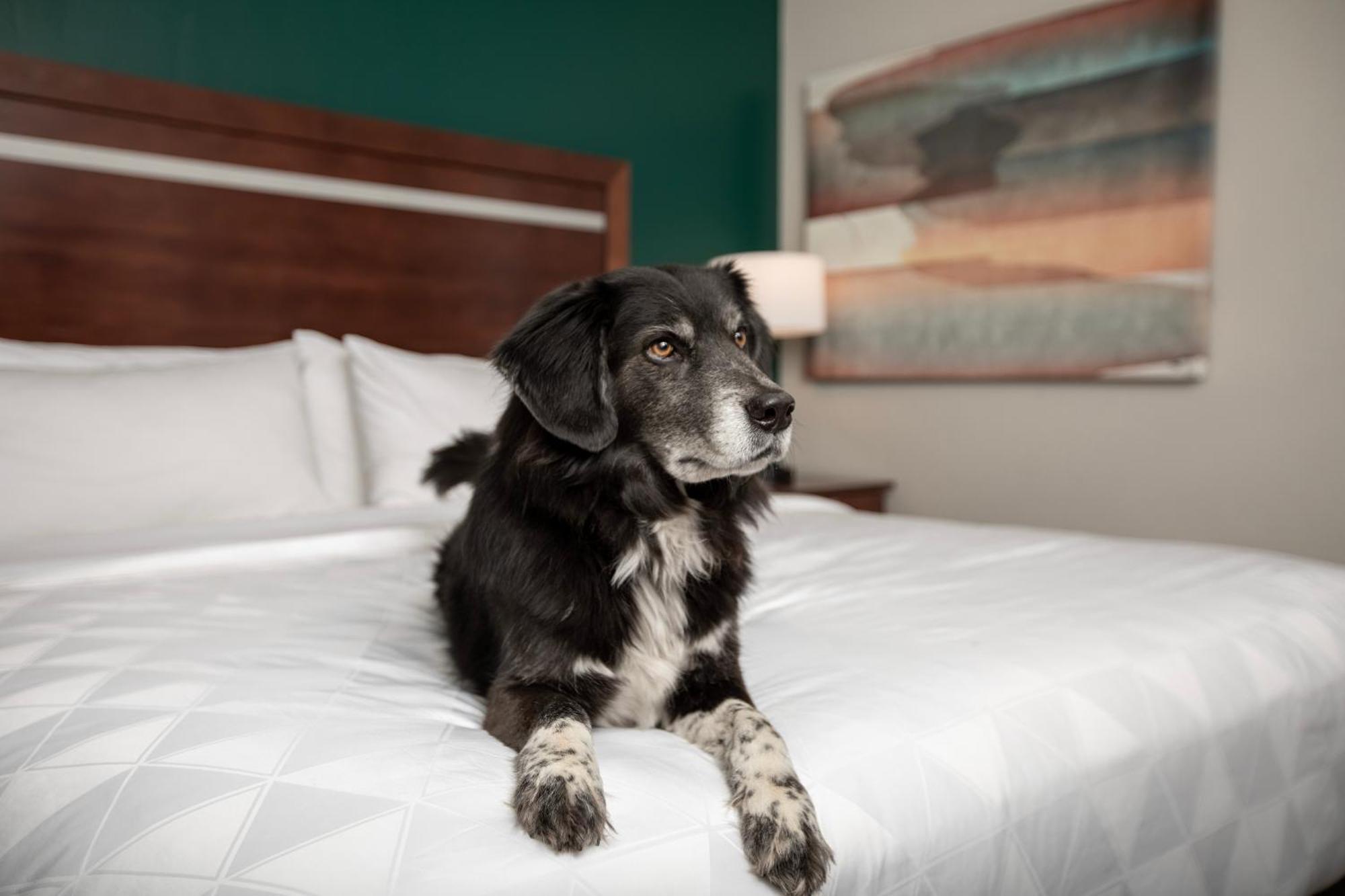 Holiday Inn & Suites Durango Downtown By Ihg Exteriör bild